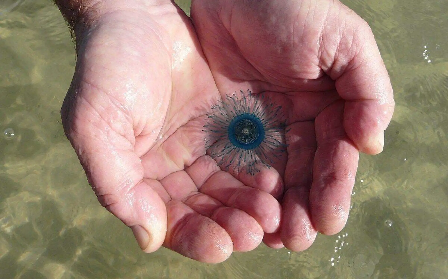 El animal que parecería una medusa de otro planeta ha causado sorpresa en playa Miramar Facebook @